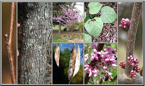 Family: Fabaceae (legume)

Common: eastern redbud

Plant size: small tree, shrub-like stature

Persistence: deciduous 

Twigs: pseudo-terminal buds (zig zag), brown smooth bark, scattered lenticels

Leaf: simple, alternate, 2-ranked, ovate-reniform shape (cordate base), petioles dilated w/pulvini (swollen), palmately-veined, short-acuminate to rounded apex, margins entire, dark green glabrous above, pale green pubescent below

Flowers: flowers in spring, pink/purple

Fruit: legume, flat w/ brown seed pods

Uses: legumes serve as wildlife food,widely used in the horticulture industry

Tolerance: Shade tol, low salt, resprouts from fire, low flood, high drought

Nitrogen fixer