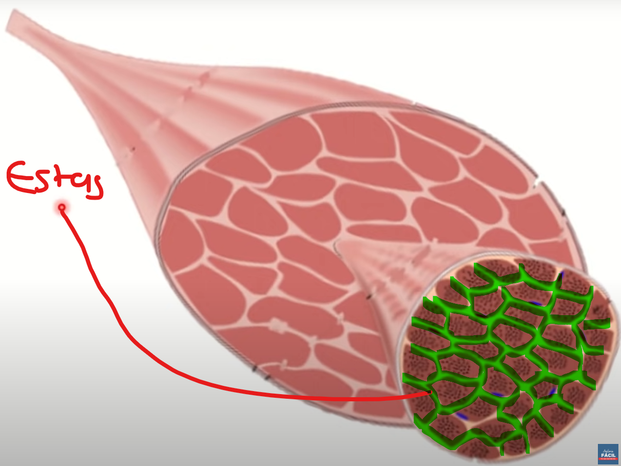 <p>Membrana de tejido conectivo que envuelve a la fibra muscular o miocitos</p>