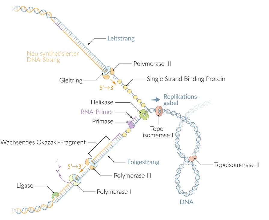 <p>A. Chromosomal DNA</p>