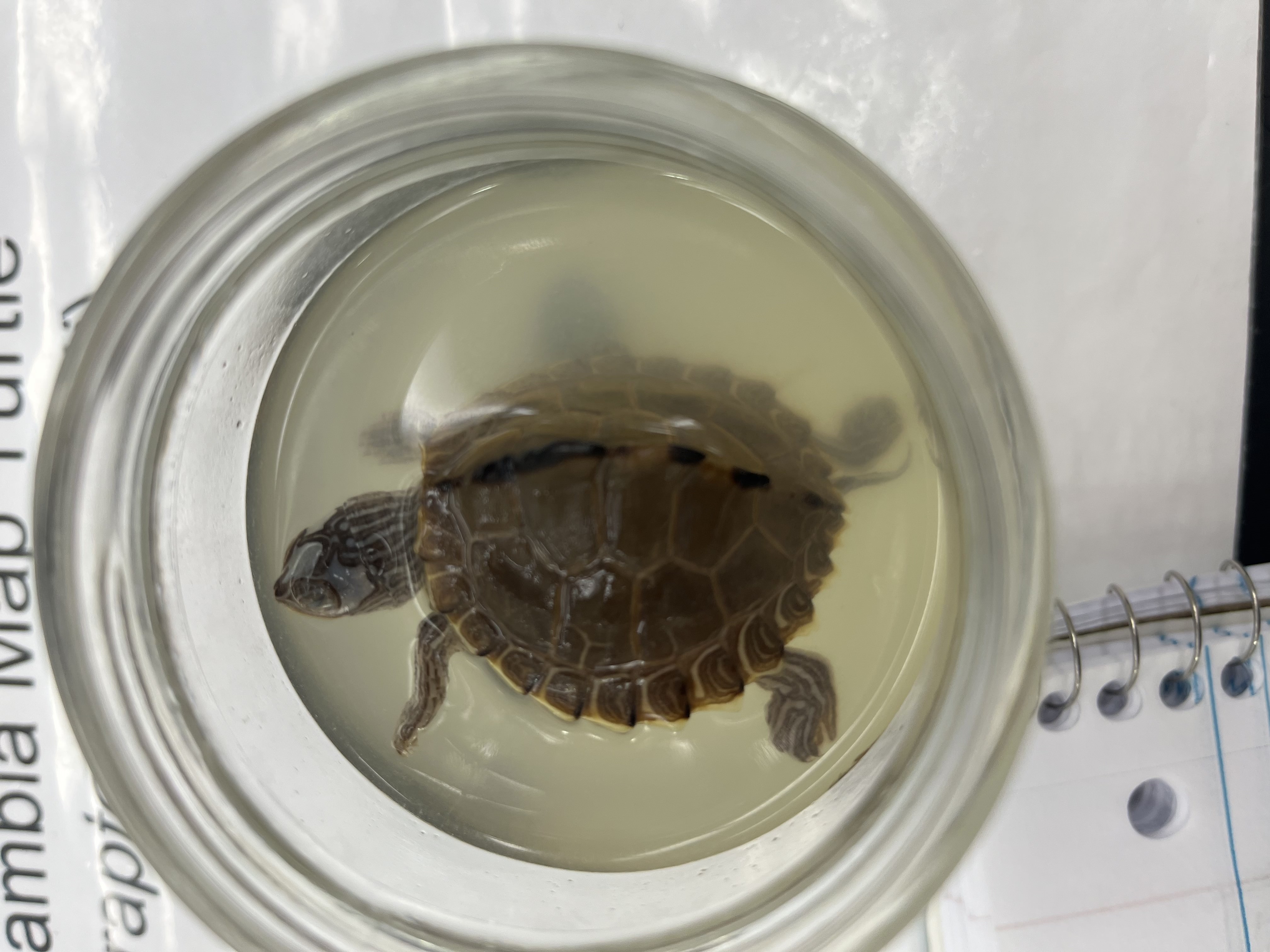 <ul><li><p>brown shell</p></li><li><p>small</p></li><li><p>3 triangles on head and lines in grey</p></li><li><p>ridge down back of shell</p></li><li><p>lined limbs</p></li></ul><p></p>