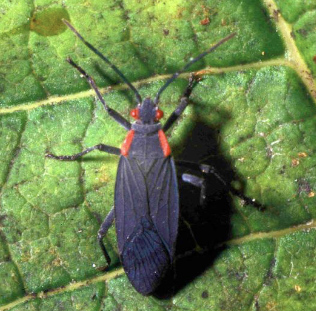 **order: Hemiptera** 

**family: rhopalidae**