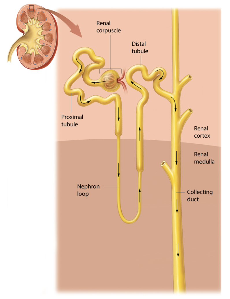 <ul><li><p>Blood <strong>filtering</strong></p></li><li><p><strong>Reabsorption</strong> of nutrients, water, and ions</p></li><li><p><strong>Secretion</strong> of H+ and waste products into the filtrate</p></li><li><p><strong>Transportation</strong> of salts out of the filtrate</p></li></ul><p></p>