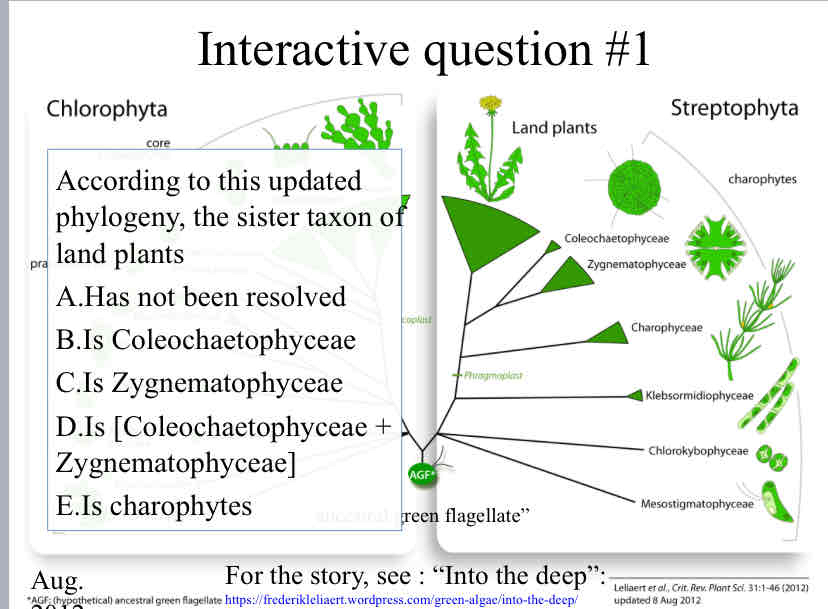 <p>Practice Question (Plants) - According to this updated phylogeny, the sister taxon of land plants</p>