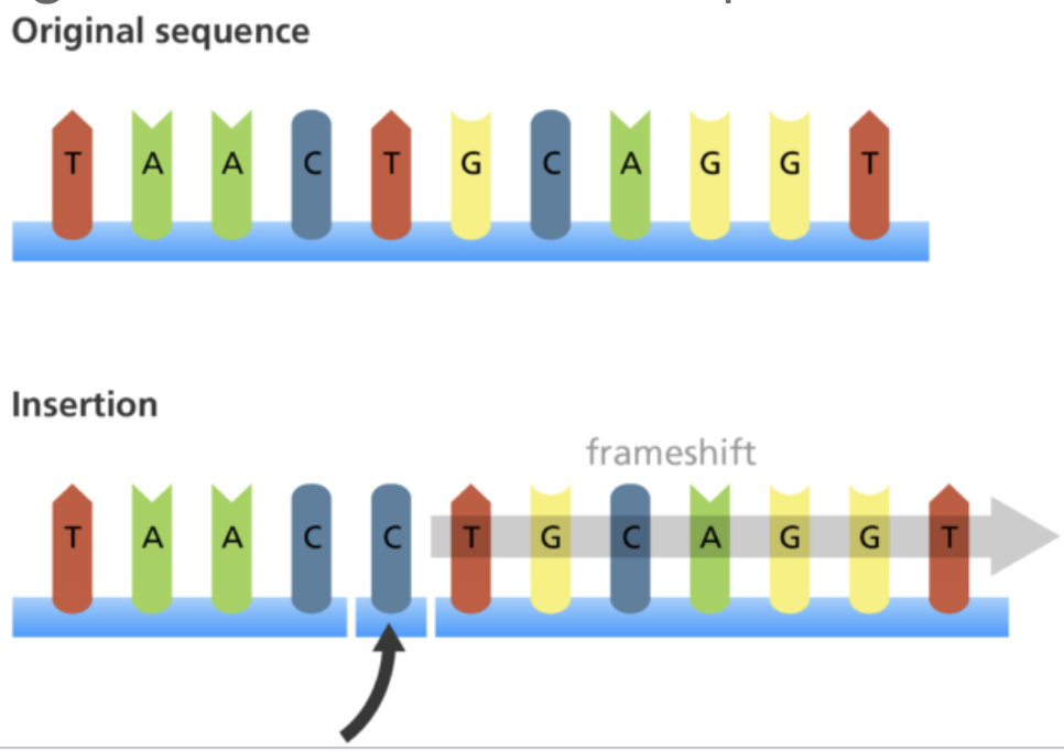 <p><span style="font-family: &quot;Proxima Nova&quot;, sans-serif">The <strong>addition</strong> of one or more bases, this causes a <em>frameshift</em> to occur - a change in the amino acid sequence.</span></p>
