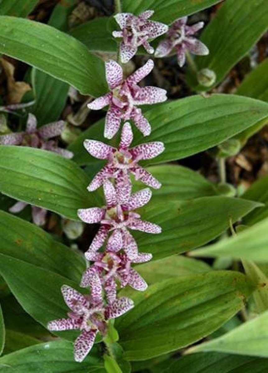 <p>individual stems</p><p>leaves: zig zag nodes, thick, sheathing petiole, green or varigated, pubescent all over</p><p>bloom: terminally</p>