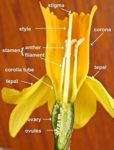 term image