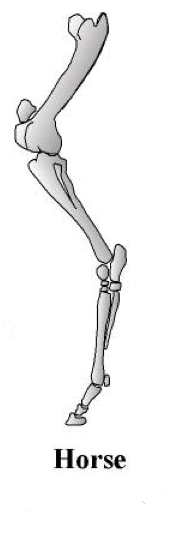 Term For how this animal walks