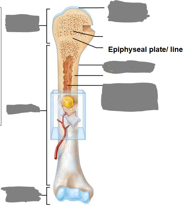 <p>Label this image from top to bottom…</p>