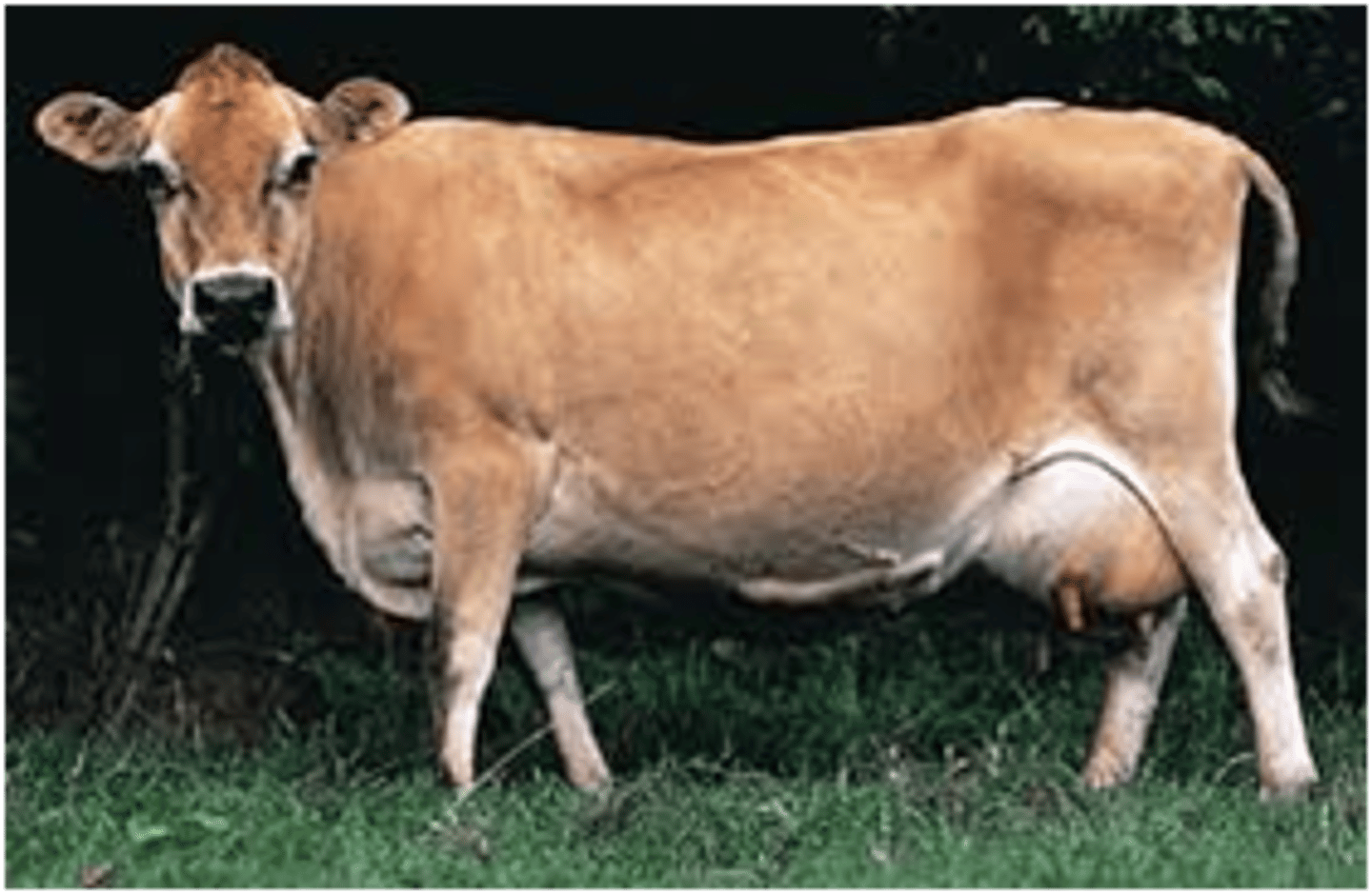 <p>Chanel Island breed, smallest in stature, has an average milk production and a high butterfat content, has a heat tolerance, and is gray, fawn, and black in color</p>