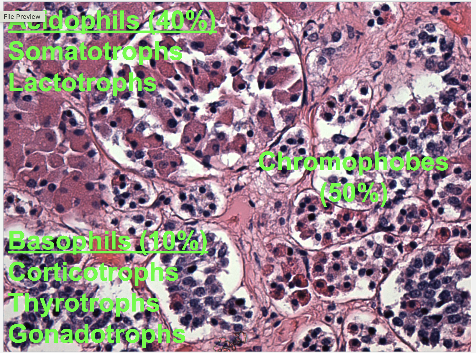 <p>pituitary </p>