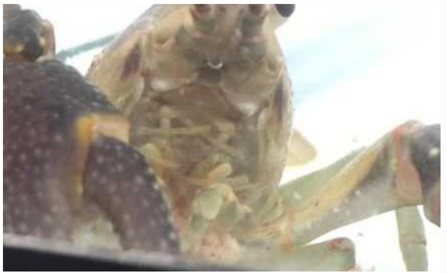 <p>Crayfishes, Crabs, Shrimps</p><p>Kingdom</p><p>• Phylum</p><p>• Subphylum</p><p></p>