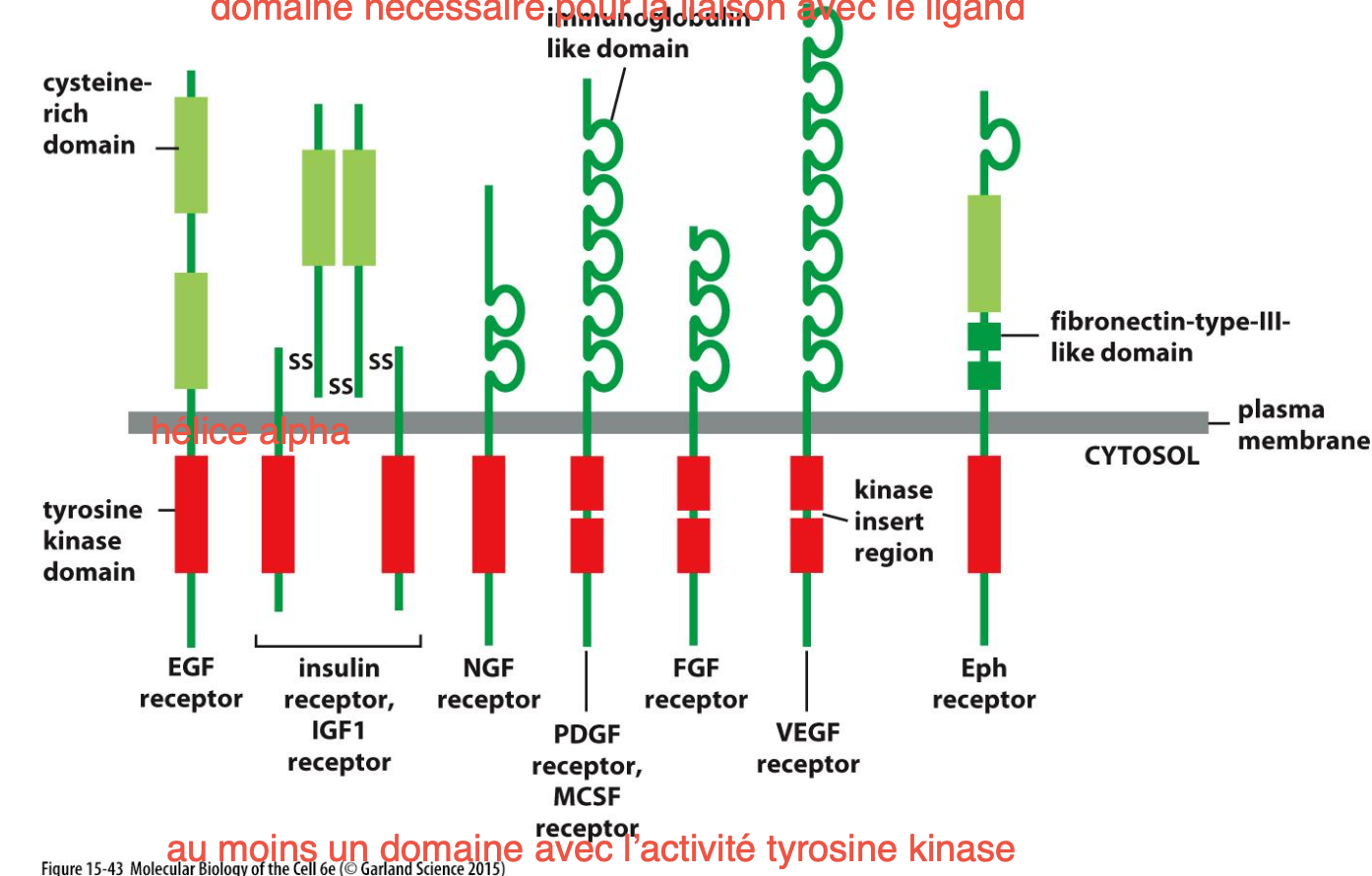<p>C’est une protéine transmembranaire qui possède : </p><ul><li><p>un ou plusieurs domaines extracellulaire pour la liaison avec le ligand</p></li><li><p>Une hélice transmembranaire</p></li><li><p>Un à deux domaines cytoplasmiques à activité tyrosine kinase qui s’autophosphoryle pour initier la signalisation cellulaire.</p></li><li><p>des sites de liaisons pour d’autres protéines formant un complexe de signalisation lorsque le récepteur est activé</p></li></ul><p></p>