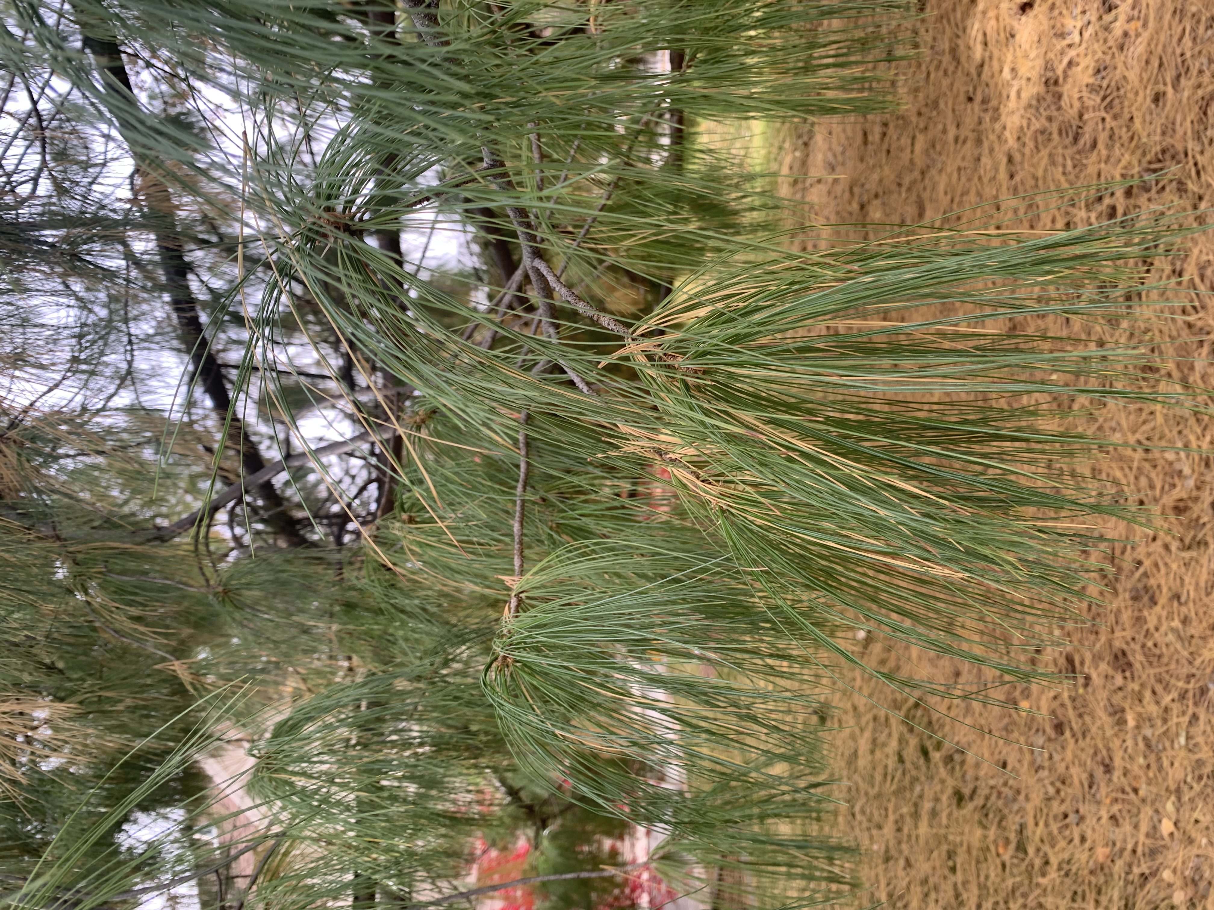 <p>zone 5</p><p>50’x20’</p><p>weeping needles, bluish-green</p><p>specimen for habit</p>