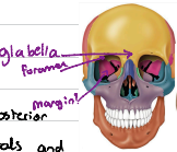 <p>A dome shaped cranial bone. Forms forehead and roof of orbits. It features supraorbital foramen (small openings located on upper edge of eye socket), supraorbital margin (prominent bony ridge in upper edge of eye socket) and glabella (smooth, bony area between eyebrows, just above bridge of nose)</p>
