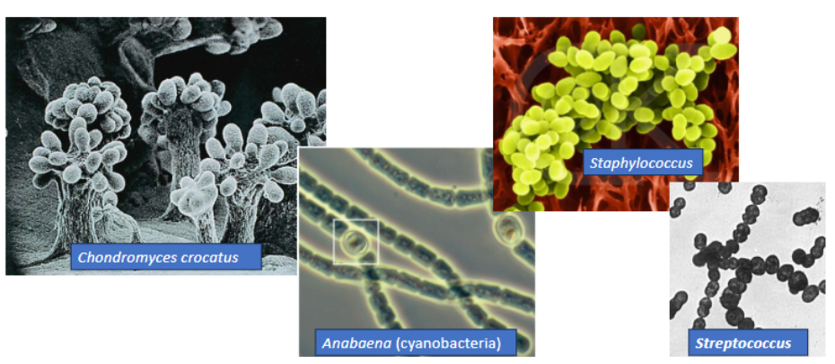 <p>often occur in characteristic aggregates (pairs, chains, tetrads, clusters, etc)</p>