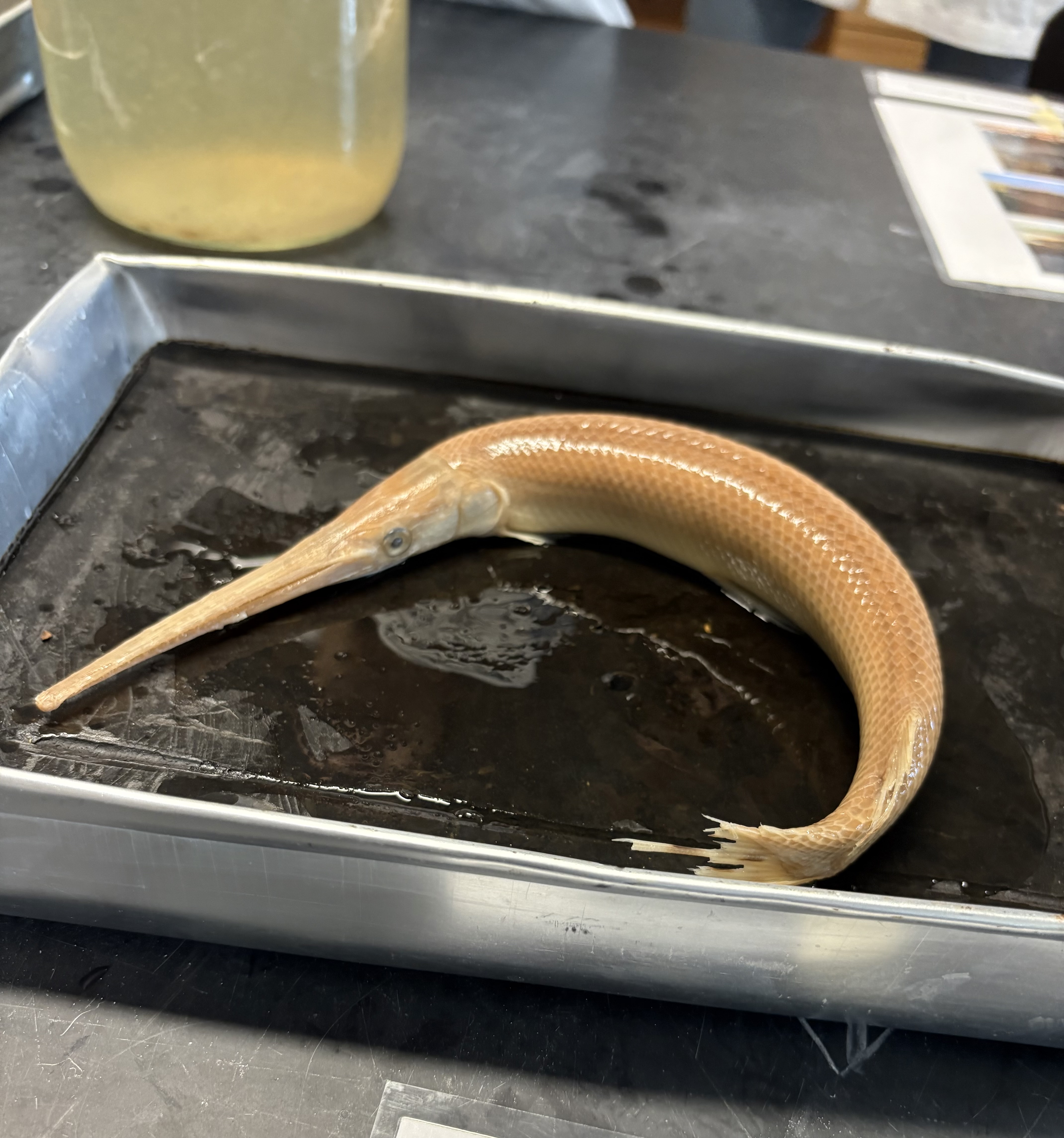 <p>name the superclass, class, subclass, order, and common name of this organism </p>