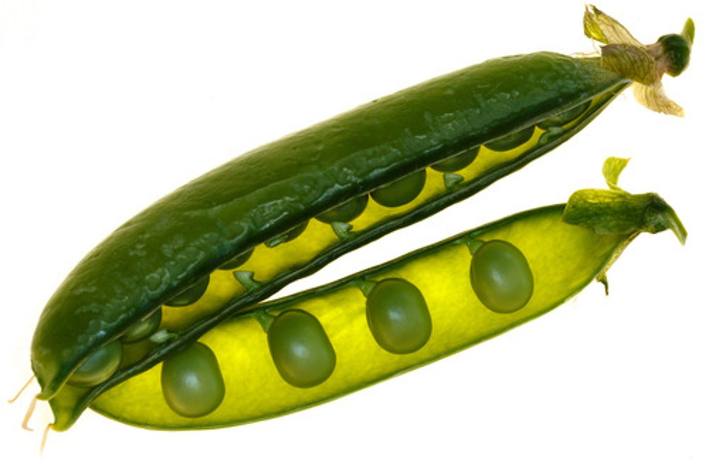 <p>pea</p>