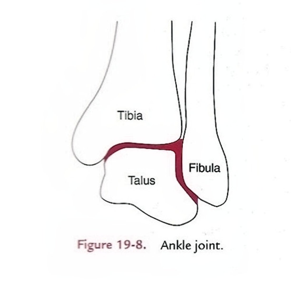 <p>The ankle joint, including two articulations—a medial joint between the tibia and talus and a lateral joint between the fibula and talus, both enclosed in one joint capsule.</p>
