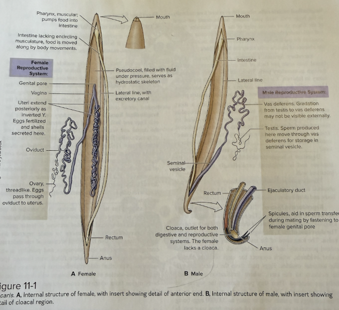 knowt flashcard image