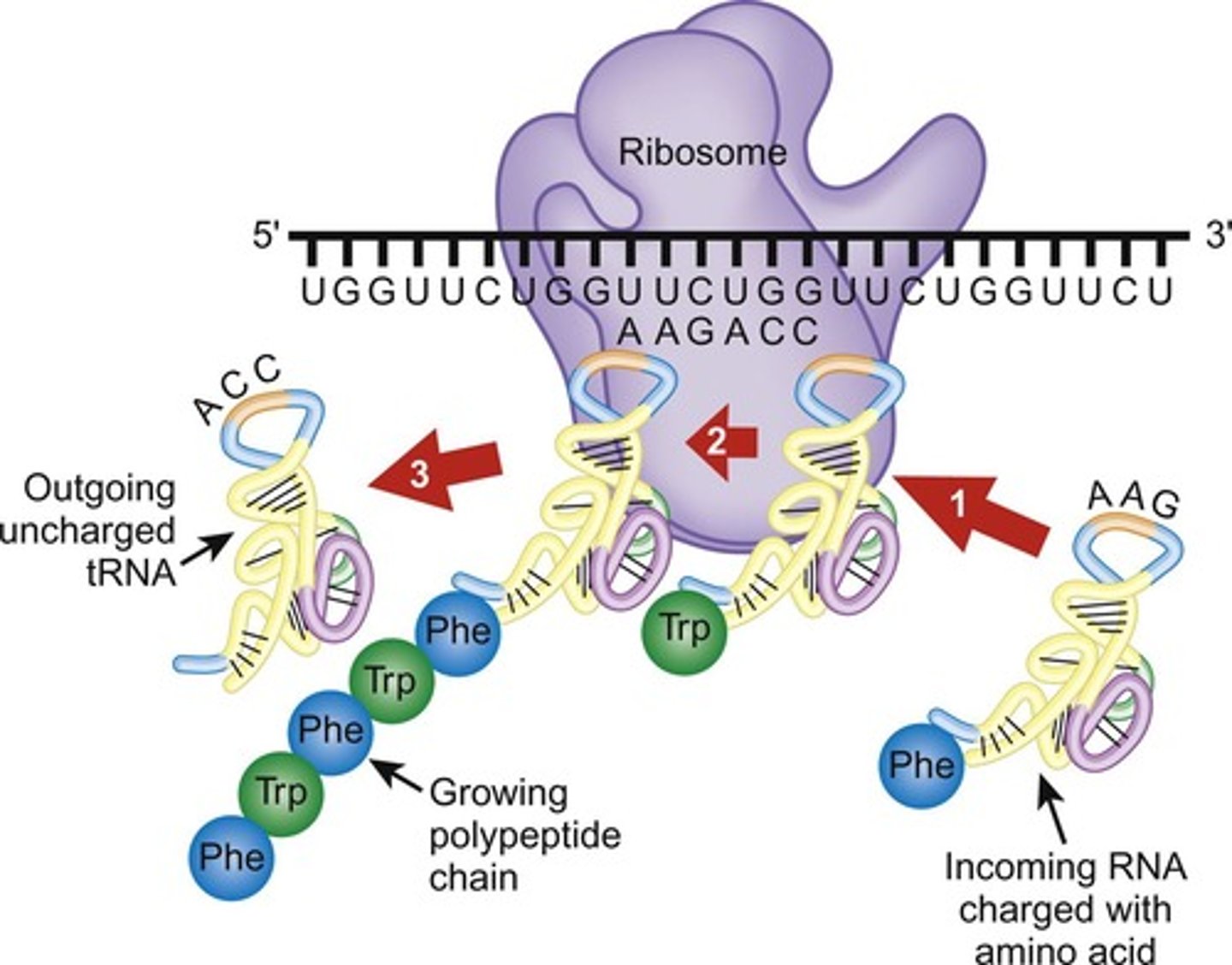 <p>Ribosomes read the mRNA message and recruit the proper tRNA to synthesize a new polypeptide chain.</p>