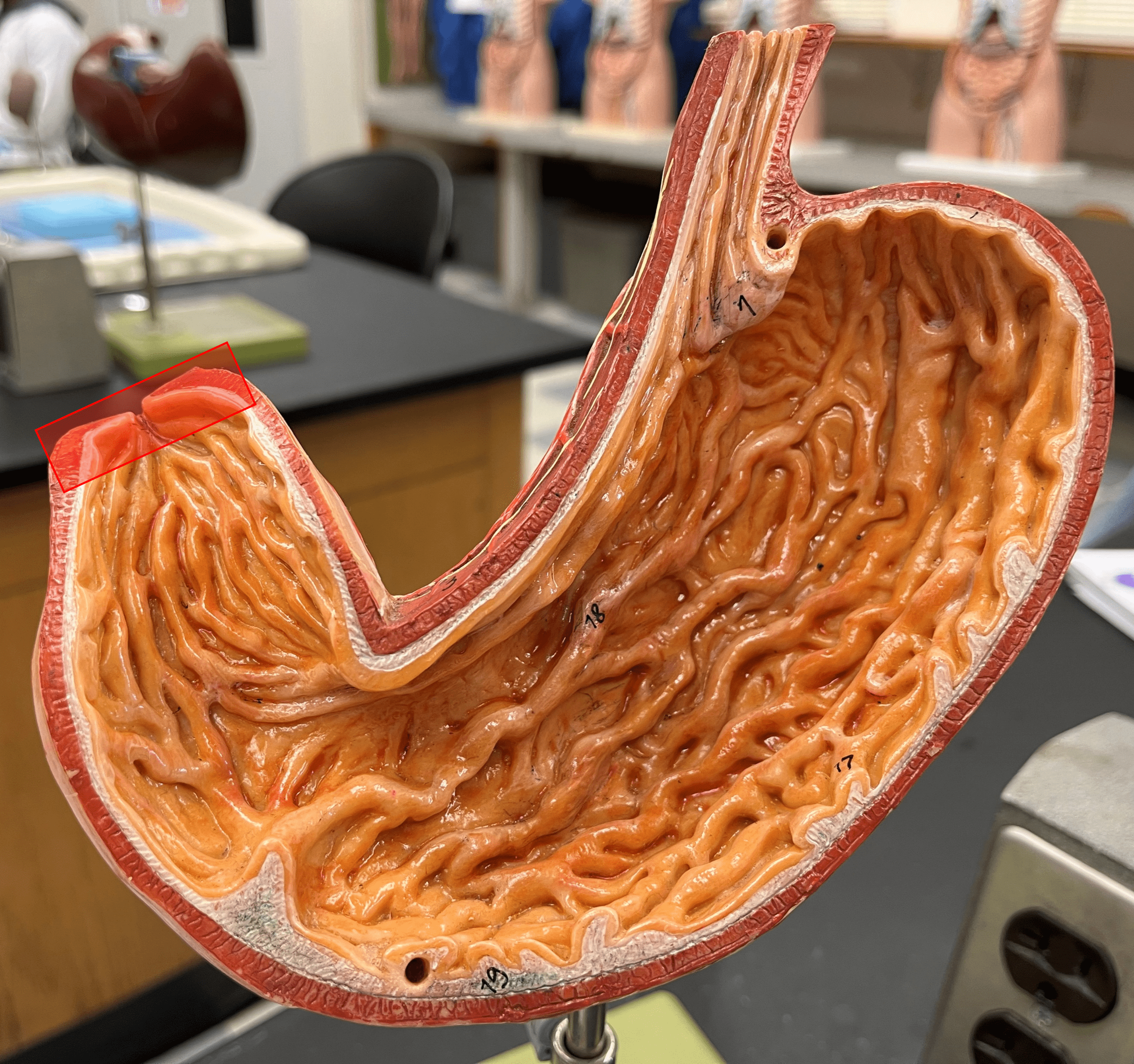 • Part of the pylorus of the stomach.

• Opens to allow stomach contents into the duodenum.

• Also known as the pyloric valve.