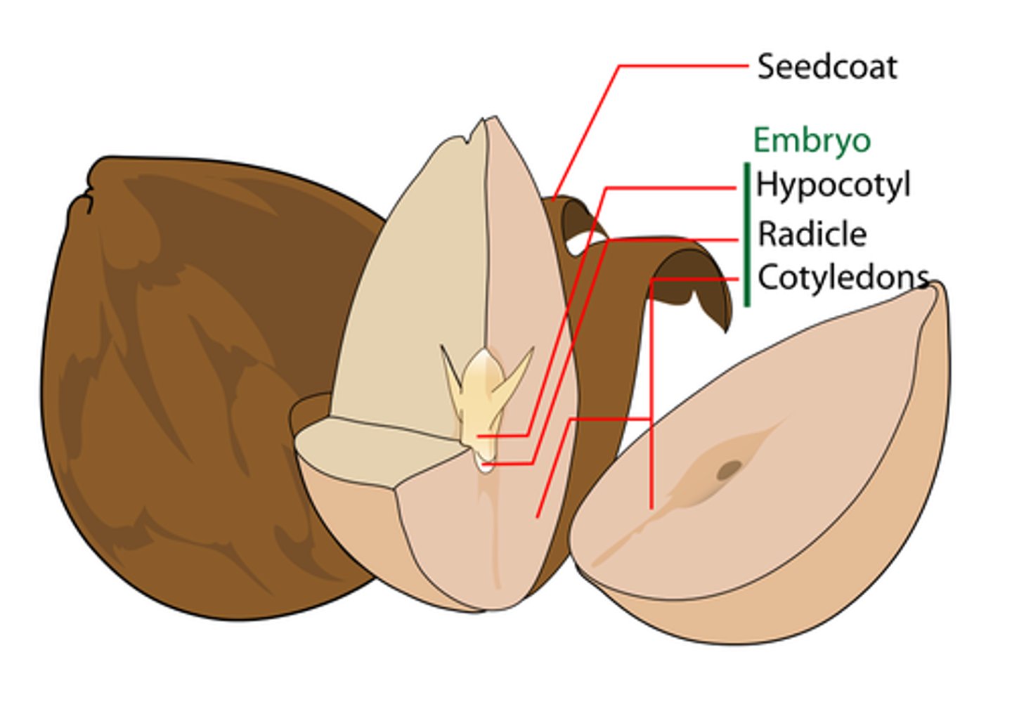 <p>seed coat</p>
