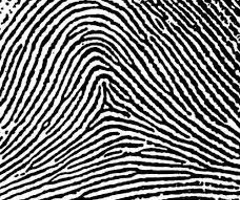 <p><span><span>similar to the plain arch, but has a spike in the center</span></span></p>