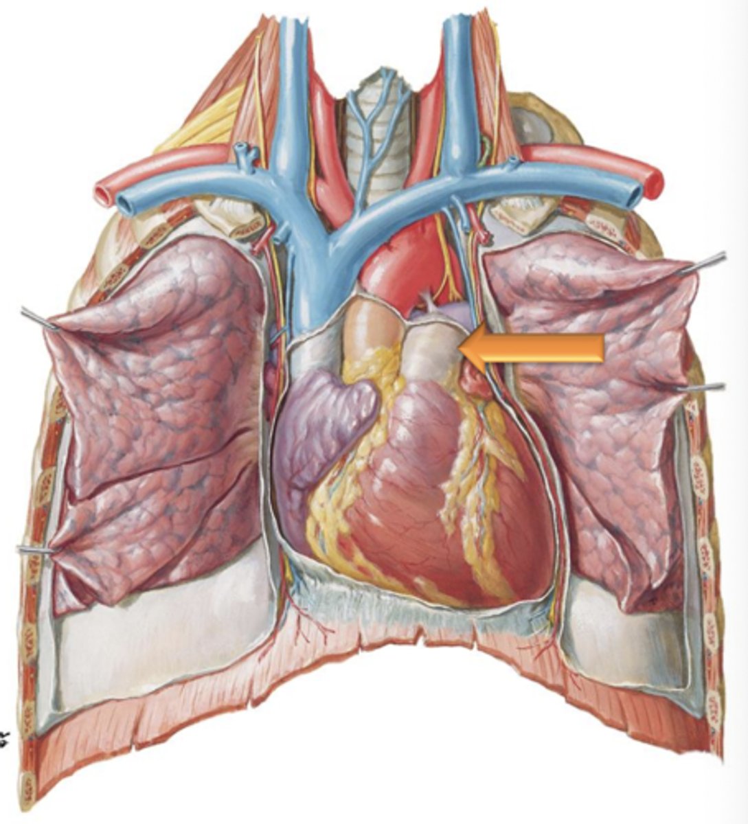 <p>Major vessel that leads from the right ventricle and carries deoxygenated blood from the heart to the lungs for reoxygenation.</p>