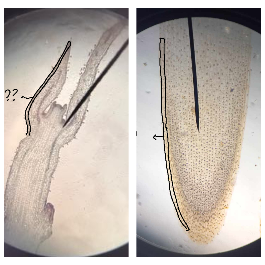 <p><span>part of the primary meristem; gives rise to the epidermis (dermal tissue)</span></p>