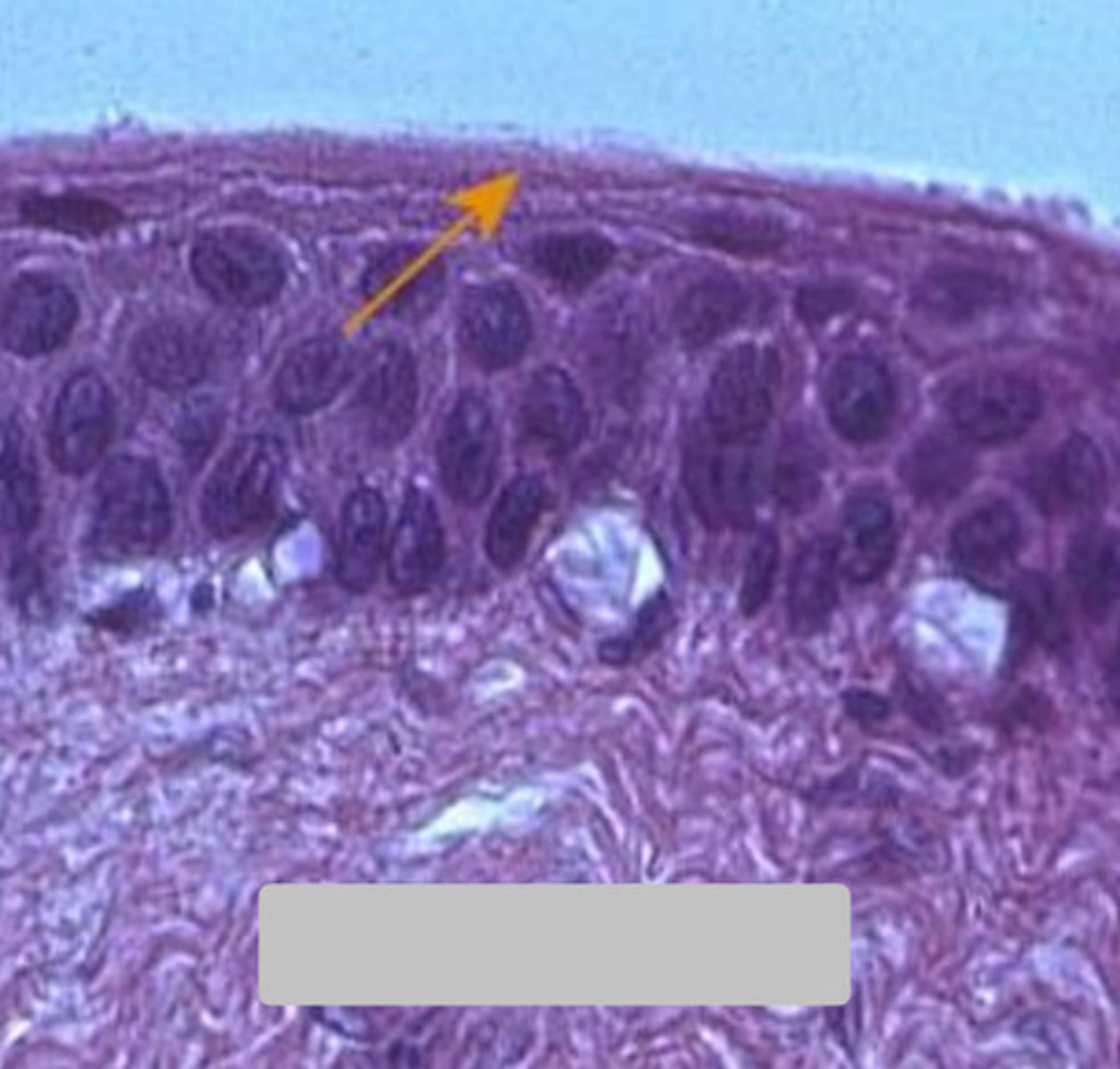 <p>what is pictured?</p>