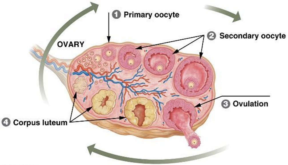 <p>a partially developed egg, called an oocyte, surrounded by support cells</p>