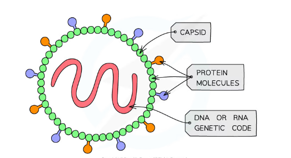 <ul><li><p>Tiny particles</p></li><li><p>damage cells by reproducing inside them</p></li><li><p>can be treated with anti-virals</p></li></ul>