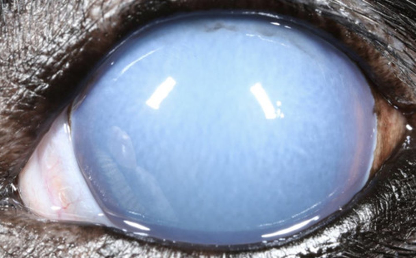 <p>What are 7 causes of diffuse corneal edema?</p>