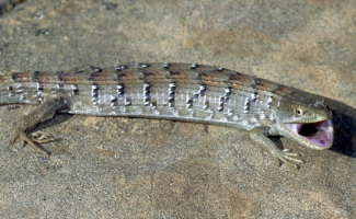 <ul><li><p>sedentary</p></li><li><p>live bearers</p></li><li><p>ambush foragers</p></li><li><p>on S part of Kern Plateau & canyons on SE of Sierra</p></li><li><p>lives w/o presence of Northern version</p></li></ul><p></p>