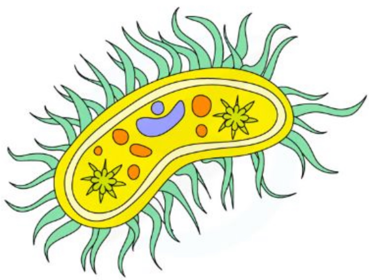 <ul><li><p>Hair like projections made form micro tubules </p></li><li><p>Allows the movement of substances over the cell surface </p></li></ul>