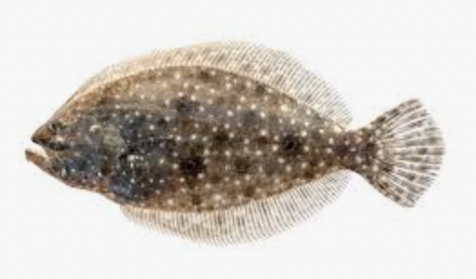 <p>sand flounders</p>