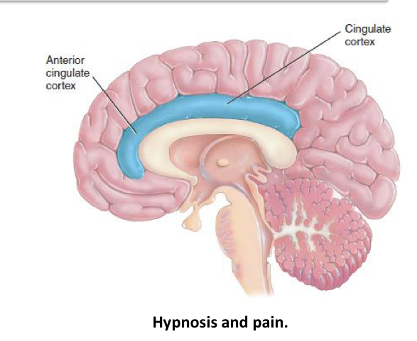 <p>• Neuroimaging research suggests that the brain’s anterior cingulate cortex may be particularly involved when hypnosis is used to anaesthetize or reduce pain</p>