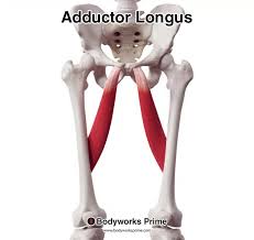 <p>adductor longus</p>