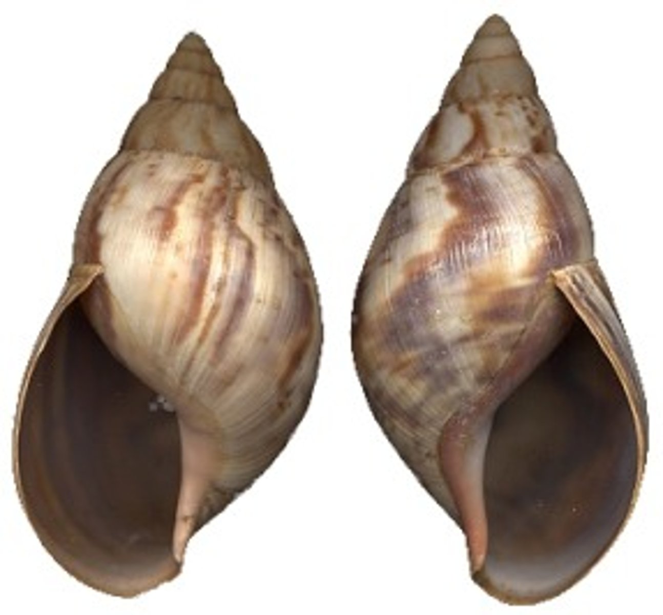 <p>If a snail'a shell has a right-handed coil, they are known as _____.</p><p>If a snail has a left-handed coil, they are known as _____</p>