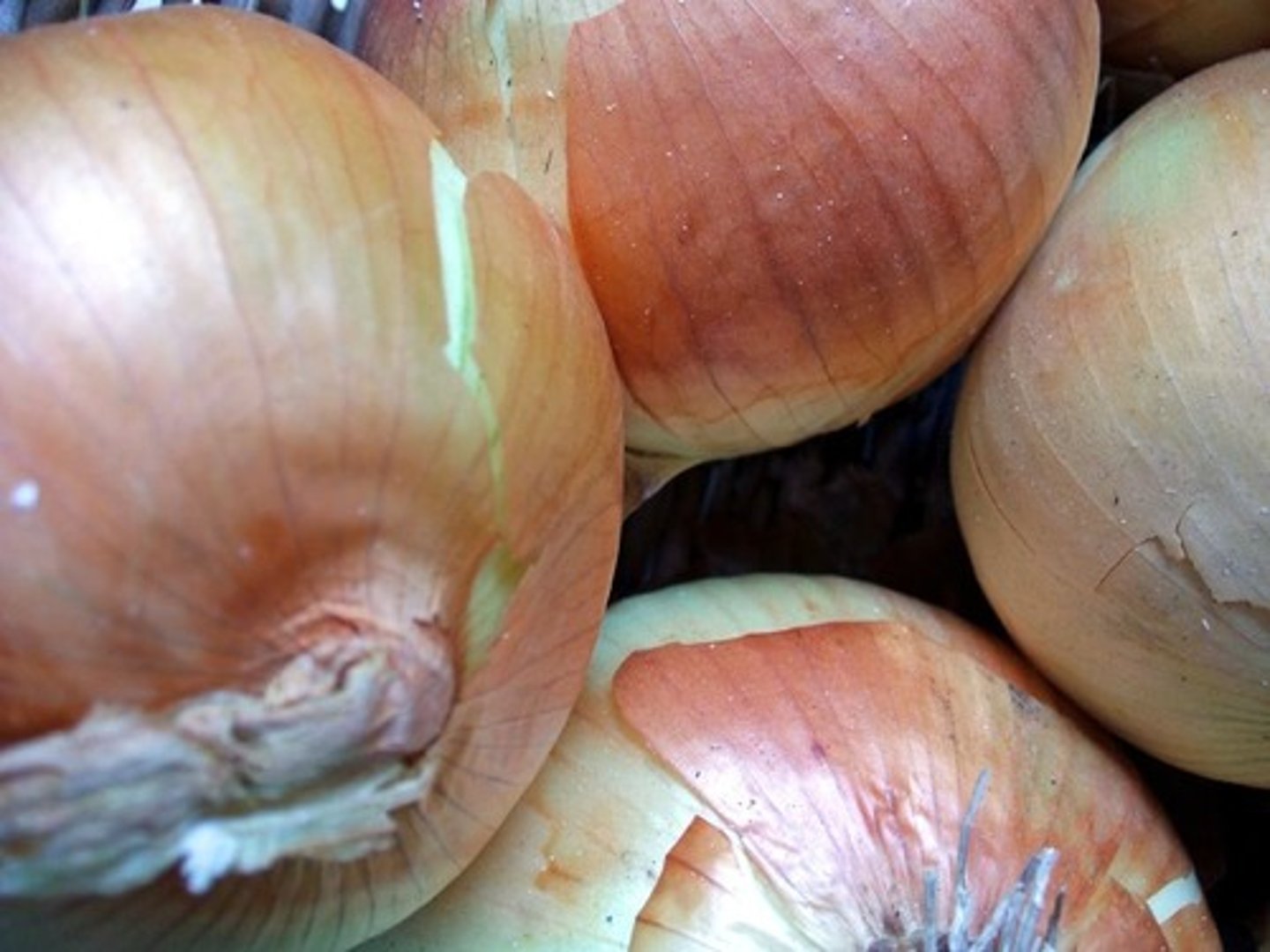 <p>onion</p>