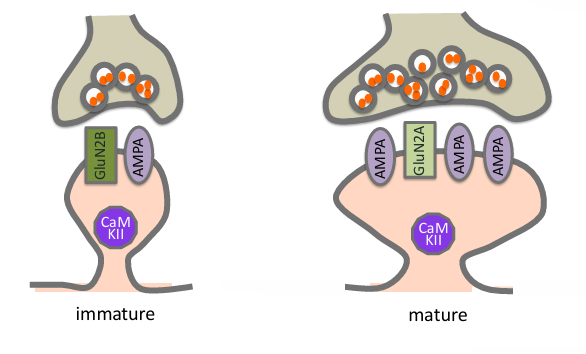 <p>NMDA-receptor subunit switch</p>