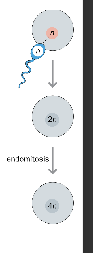 <p>Polyploidy </p><p>2 types </p>