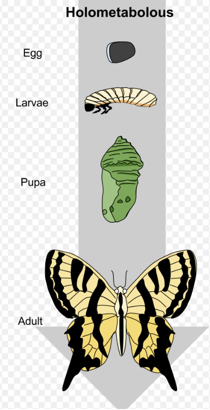 <p>75% of all insects have this type of growth</p><p>have several instars: breaks down tissue back into stem cells then recreates the body— the life histories are different</p><p>know pupa and larvae</p>