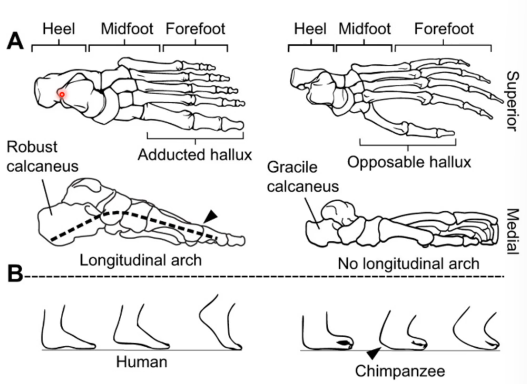 <ul><li><p>big toe aligned to the other toes, which allows for better heel strike when bipedal; more efficient gait</p></li><li><p>big toe helps push off the ground</p></li><li><p>arched foot helps with a more efficent stride/gait</p></li></ul><p></p>