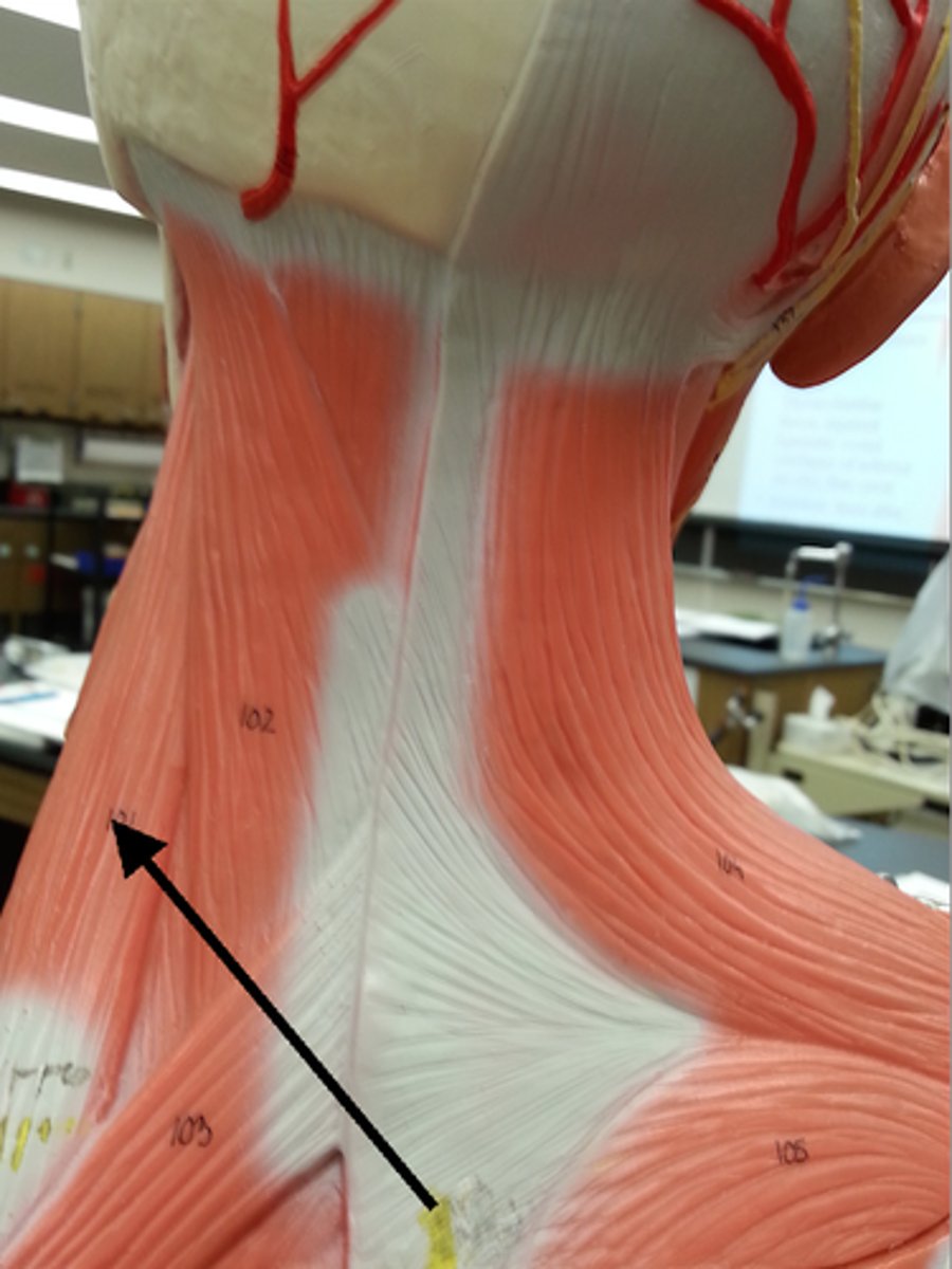 <p>A muscle that elevates the scapula.</p>