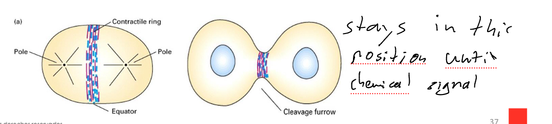 <p>In cell division, cytokinesis is the division of the cytoplasm</p><p>Characterised by formation of a contractile ring Made of muscle myosin II and actin filaments</p>