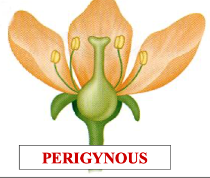 <p>perigynous means a … ovary and the whorls meet … ovary</p>