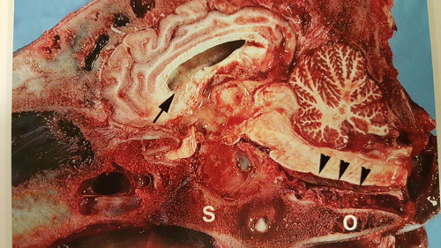<p>Hoved fra okse. Patoanatomisk diagnose?</p>
