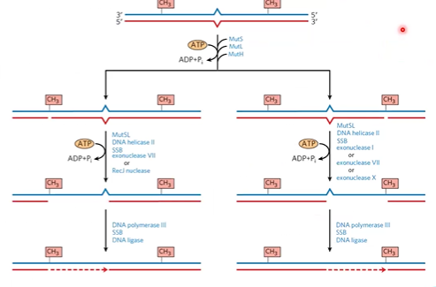 <p><strong>exonuclease</strong> digests from nick through mismatch</p><p><strong>DNA pol 3 </strong>fills gap</p><p><strong>DNA ligase </strong>seals the nick</p>