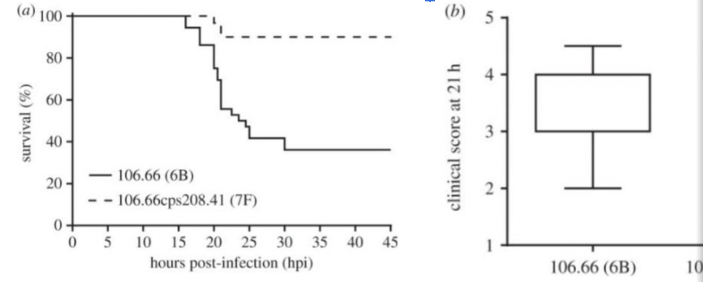 <p>step 1: </p><p>line graph: </p><ol><li><p>rats infected with serotypes 6B or 7F</p></li><li><p>count survived rats over time</p></li></ol><p></p><p>box plot</p><ul><li><p>rats infected with serotypes 6B or 7F</p></li><li><p>clinical score is calculated at <strong>21h</strong></p></li></ul><p></p>